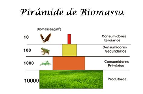 pirâmide de biomassa